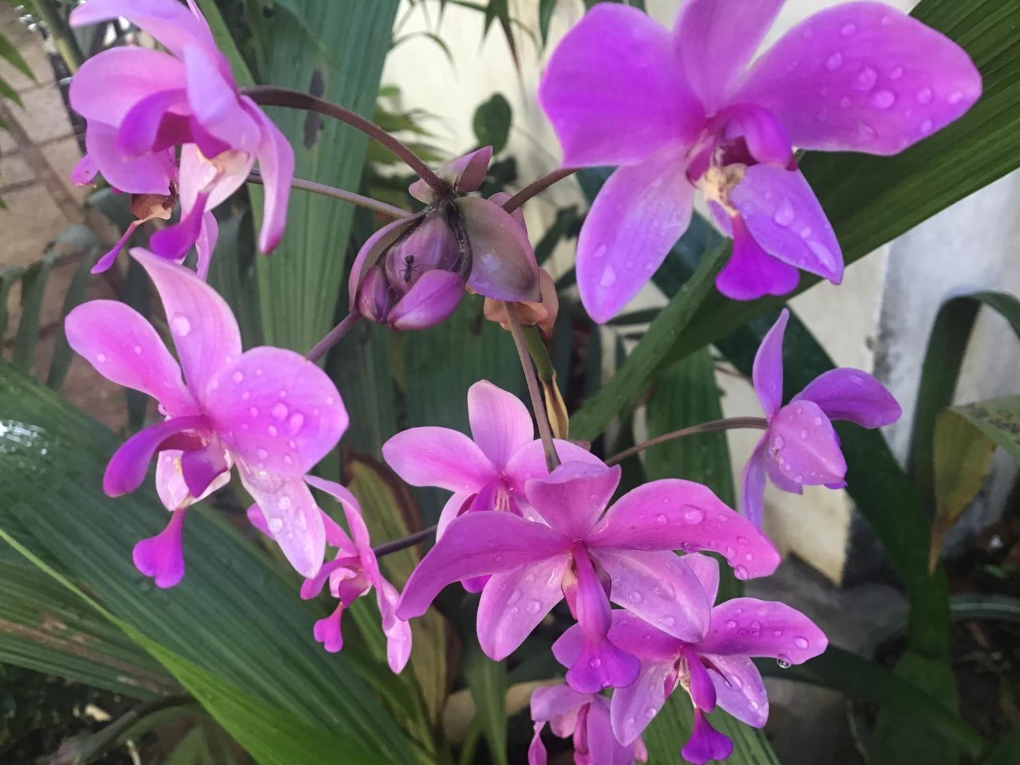 פלייקו Homestay Vuon Nhan מראה חיצוני תמונה
